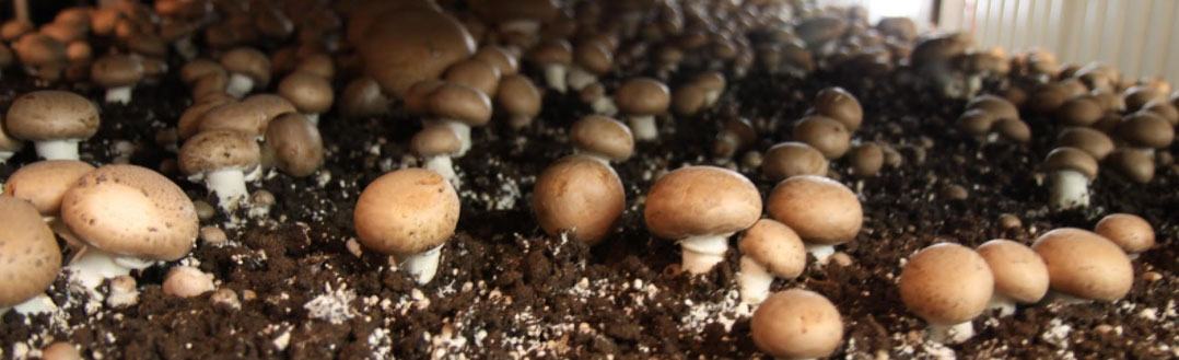 kitchen pride mushrooms
